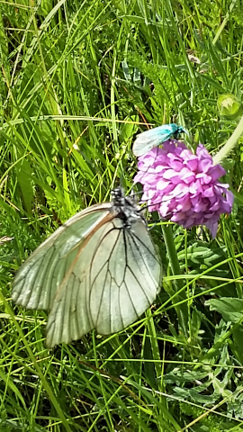 bloem vlinder vlieg 