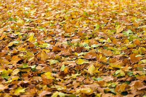 herfst loslaten blad